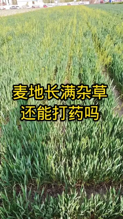 #病虫害防治#农业植保知识分享 #关注我每天分享农业植保知识 #小麦高产技术 #肥料#抖音助农@抖音三农