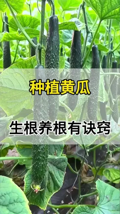 种植黄瓜，生根养根有诀窍 #黄瓜 #黄瓜种植 #黄瓜高产种植 #服务三农支持三农 #三农