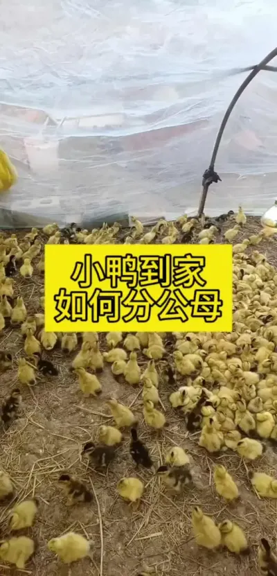 #养鸭人 #养鸭技术 #禽病防治 #肉鸭养殖 #养鸭流程