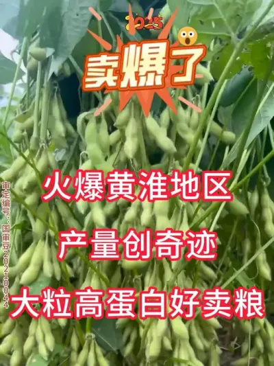 非转基因大豆，高产又多荚，亩产700不是梦！ #种子 #服务三农支持三农 #抖音助农 #优质农产品