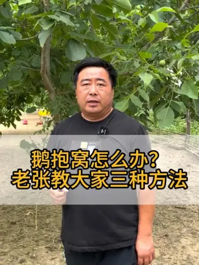 @老张 养鹅 #三农 #每天分享养殖技术和经验 #养鹅人