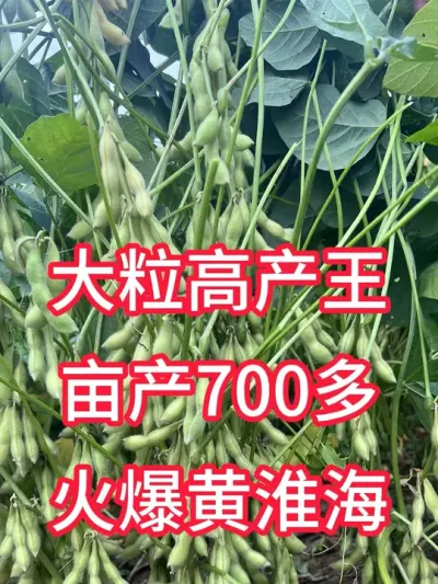 大粒高产王，火爆黄淮海 #三农种植 #服务三农支持三农 #新农人计划