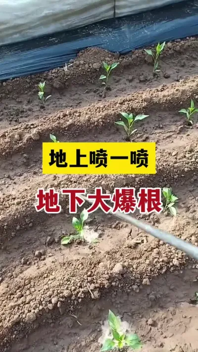 地上喷一喷，地下大爆根#分享农业知识帮农民增产增收 #抖音助农 #生根壮苗
