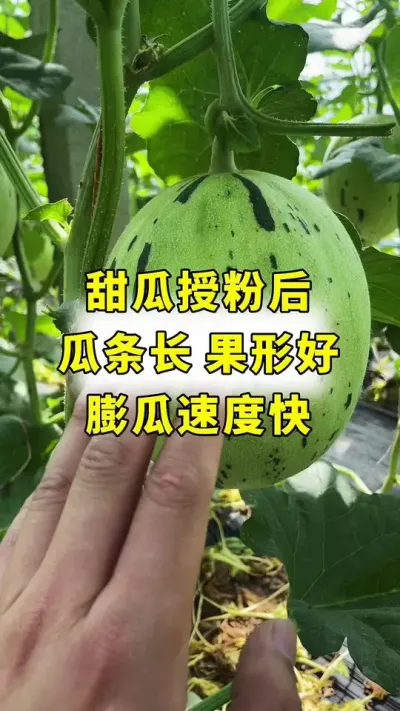 甜瓜授粉加良田神话，瓜条好，果形正，膨瓜快！#甜瓜种植 #甜瓜种植技术 #分享农业知识帮农民增产增收 #农业种植 #良田神话