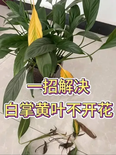 一招解决白掌黄叶不开花#白掌 #白掌又叫一帆风顺 #白掌盆栽 #白掌养护知识 #花卉绿植