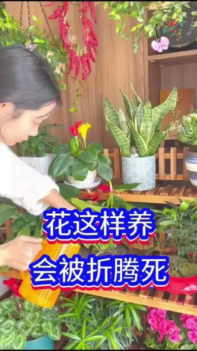 花这样养，会被折腾死#英子园艺 #养花小知识 #花卉绿植