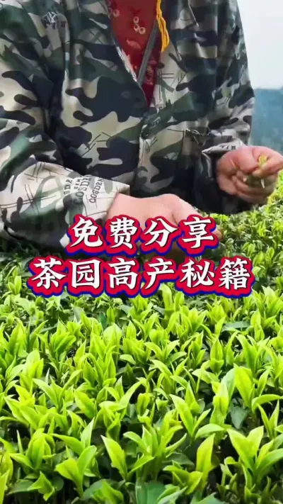 #抖音助农扶农 #服务三农支持三农 #茶树种植技术与管理 #茶 #叶面肥这样用更高产