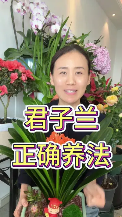 君子兰怎么养#君子兰 #花卉绿植 #君子兰养殖 #养花小知识 #君子兰开花
