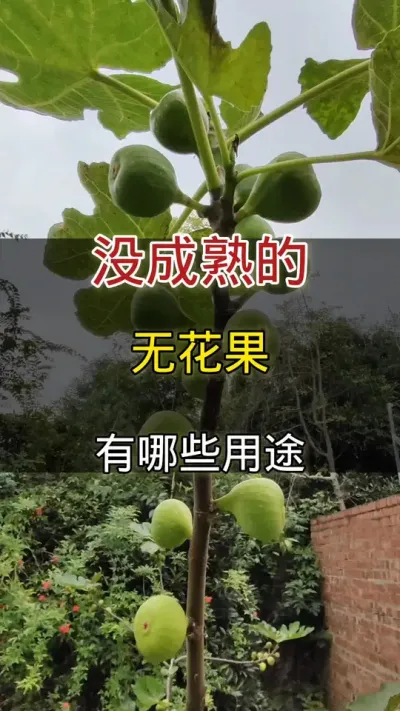 没有成熟的无花果有哪些用途#无花果 #种植小技巧