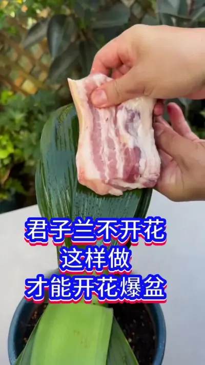 君子兰开花的小技巧#君子兰 #养花小知识 #花卉绿植