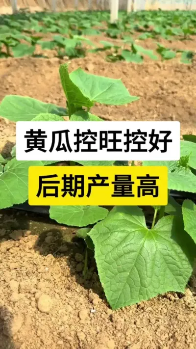 黄瓜控旺控好，后期产量高 #黄瓜 #黄瓜高产种植 #黄瓜种植与管理 #黄瓜控旺 #服务三农支持三农