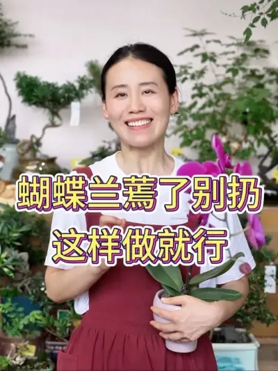 蝴蝶兰蔫了别扔，这样做就行#蝴蝶兰 #蝴蝶兰养护 #养花小知识 #花卉绿植 #养花人的乐趣