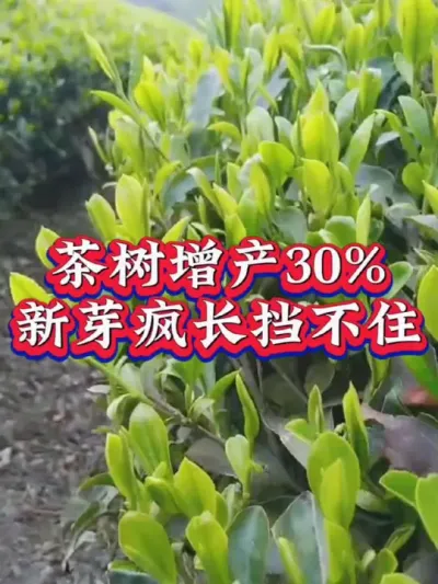 #茶树种植技术与管理 #茶 #茶农茶事 #春茶采摘 #助力茶农增收 一喷茶叶肥厚口感好