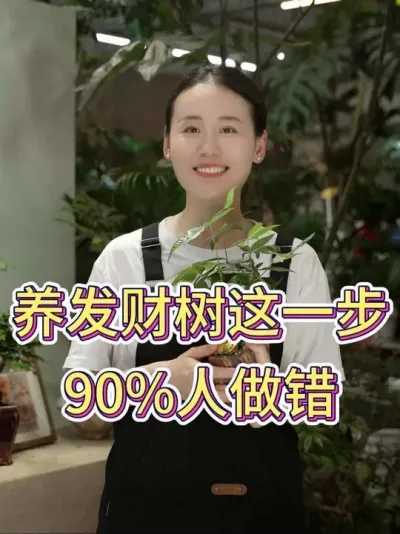 养发财树这一步90%人做错#发财树 #发财树养护 #养花小知识 #花卉绿植 #养花人的乐趣