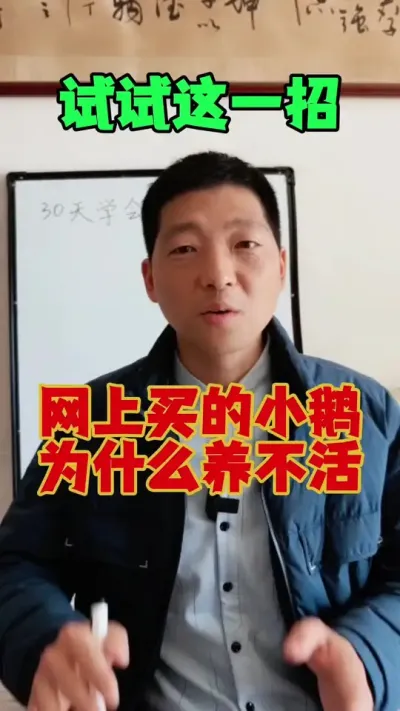 为什么网上，买回来的小鹅养不活？可以试试这一招。#养鹅 #鹅苗 #狮头鹅 #养鹅技术 #科学养鹅