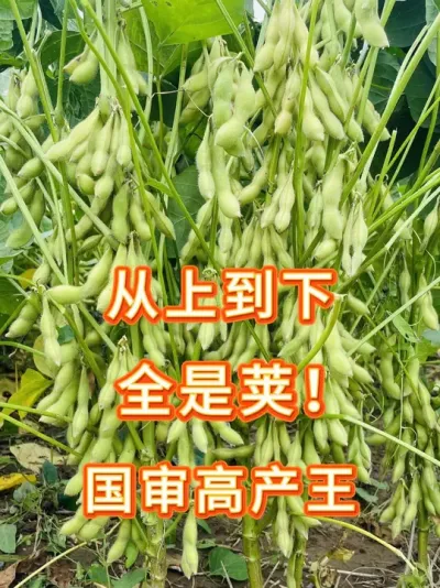 高产大豆王者，2025年火爆品种！ #三农流量扶持计划 #农业种植 #大豆种植 #大豆 #抖音助农