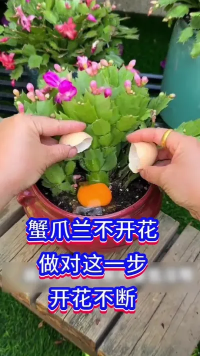 蟹爪兰开花的秘密#蟹爪兰 #英子园艺 #花卉绿植