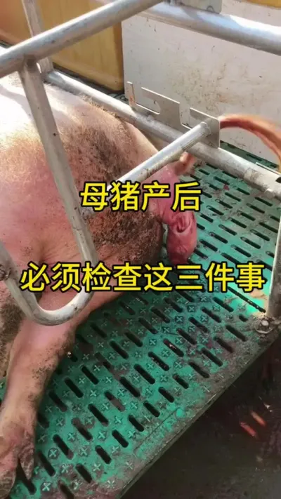 #养猪人必看 #科学养猪技术 #养猪小技巧 #猪病防治 #养母猪
