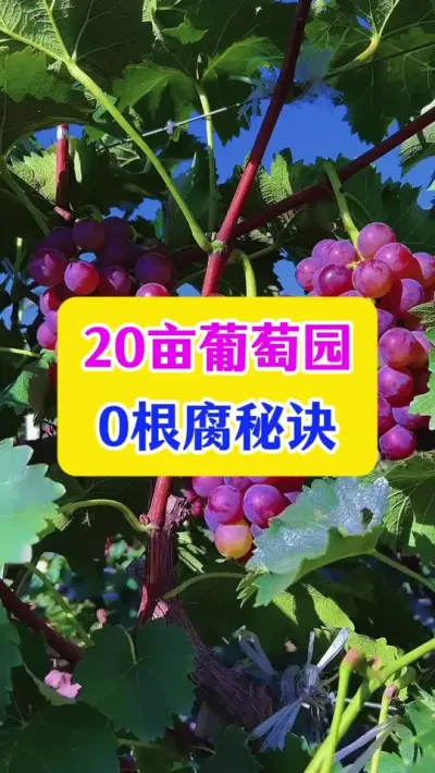20亩葡萄园，0根腐秘诀#葡萄种植 #种植小技巧 #农业种植技术 #dou上热门 #农业技术推广