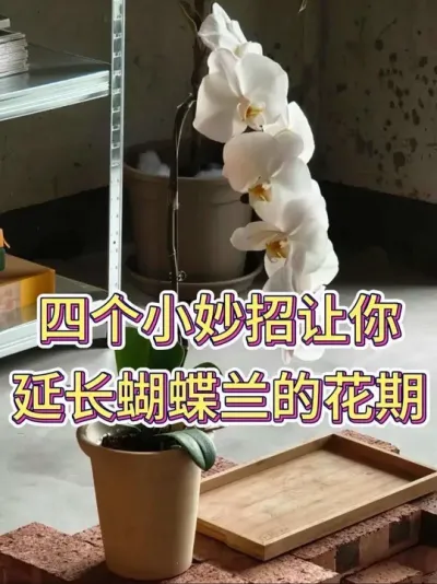 四个小妙招，让你延长蝴蝶兰的花期#蝴蝶兰 #蝴蝶兰养护 #花卉绿植 #养花小知识 #养花人的乐趣