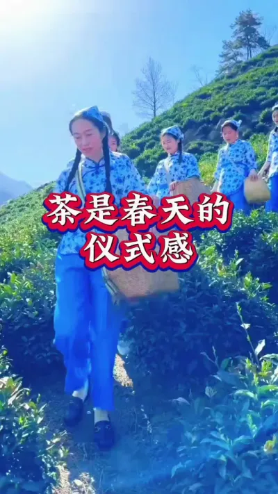 #茶树种植技术与管理 #茶是春天的仪式感 采茶姑娘