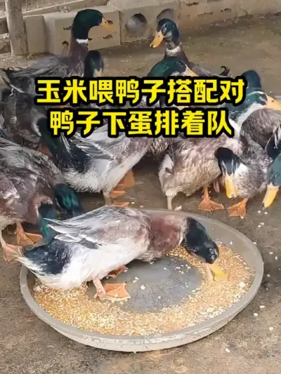 玉米喂鸭子搭配对，鸭子下蛋排着队 #抖音三农#养鸭#养殖