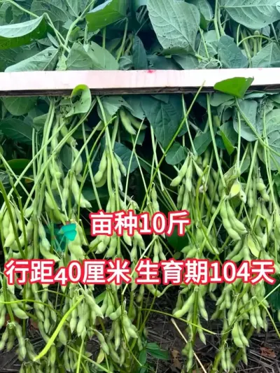 亩种10斤，生育期104天大豆 #抖音助农 #服务三农支持三农 #新农人计划