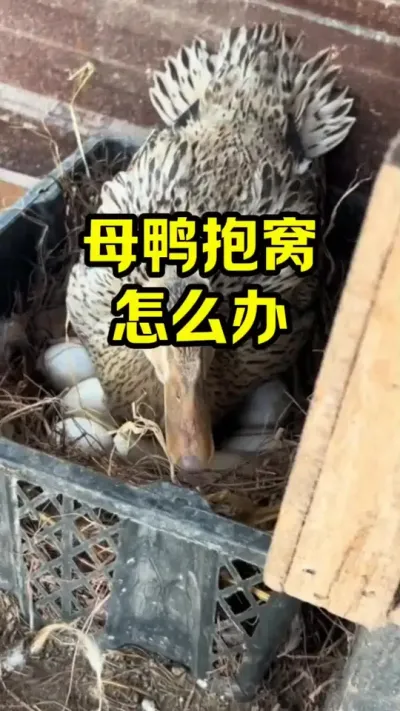 母鸭抱窝，怎么办#抖音三农#养鸭#养殖
