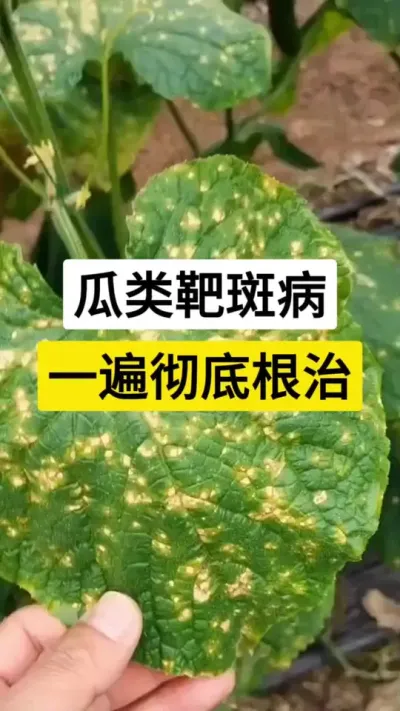 瓜类靶斑病，一遍彻底根治 #黄瓜种植 #黄瓜靶斑病 #病虫害防治 #服务三农支持三农 #三农