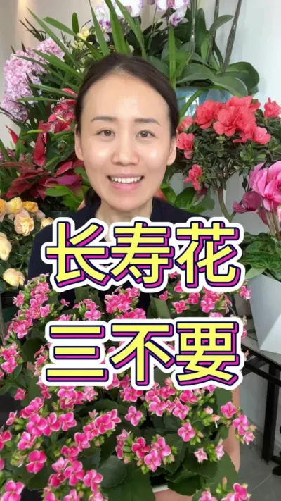 长寿花有三不要#花卉绿植 #花卉 #长寿花 #长寿花养护 #爱生活爱养花