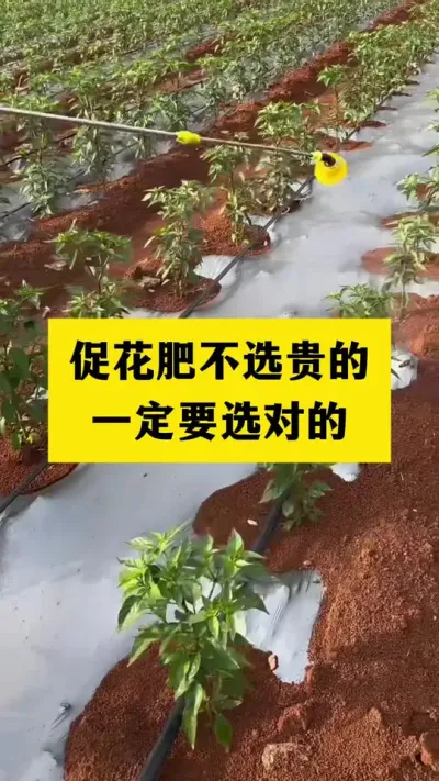 促花肥不选贵的，一定要选对的#抖音助农 #三农 #农业种植技术