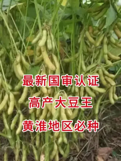 火爆黄淮海，2025主推！ #服务三农支持三农 #抖音助农 #大豆种植 #三农流量扶持计划 #优质农产品