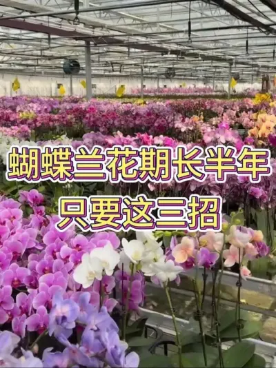 蝴蝶兰花期长半年，只要这三招#蝴蝶兰 #蝴蝶兰养护 #花卉绿植 #养花小知识 #养花人的乐趣