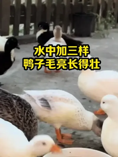 水中加三样，鸭子毛亮长得壮 #抖音三农#养鸭#养殖