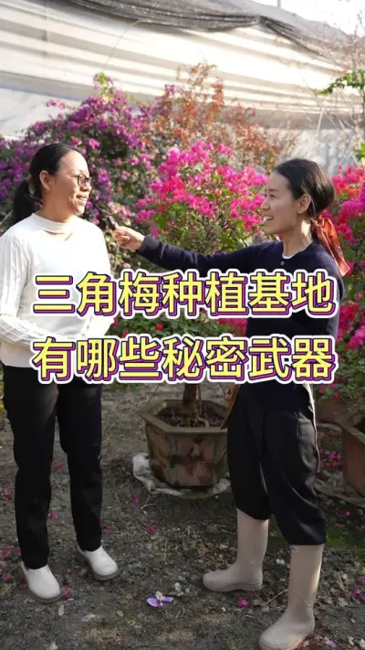 听听专业基地养花的艺姐说 怎么才能养好三角梅 #三角梅 #花卉绿植 #花卉基地 #花卉 #三角梅养护