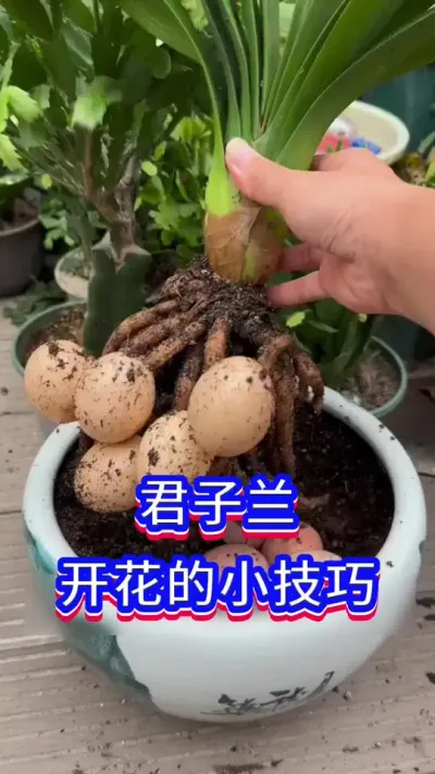 君子兰开花 小技巧#养花小知识 #君子兰 #三农