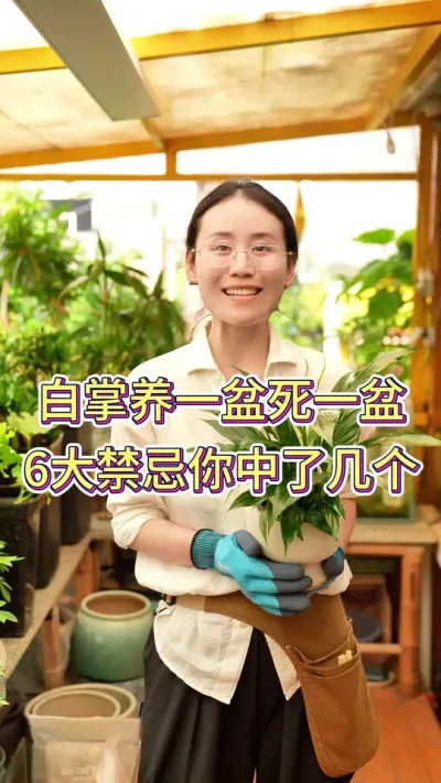 白掌养一盆死一盆，6大禁忌你🀄️了几个#花卉绿植 #养花小知识 #花卉绿植盆栽 #白掌 #养花我是认真的