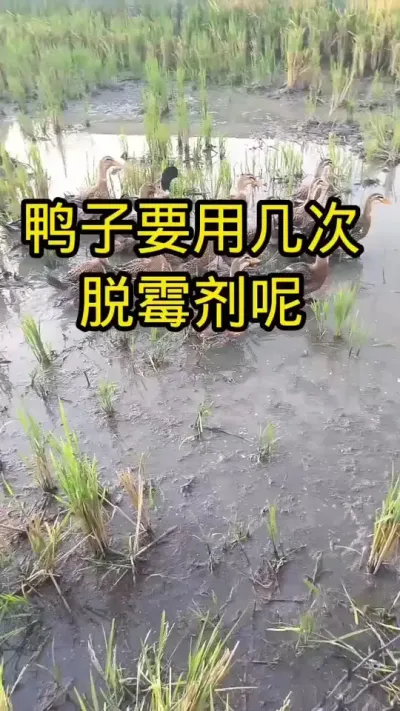 #养鸭人 #肉鸭养殖 #禽病防治 #养鸭流程