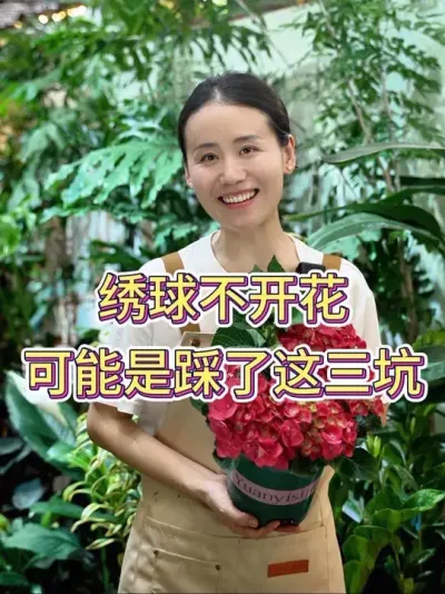 绣球不开花，可能是踩了这三坑#绣球 #绣球花 #绣球养护 #养花小知识 #花卉绿植
