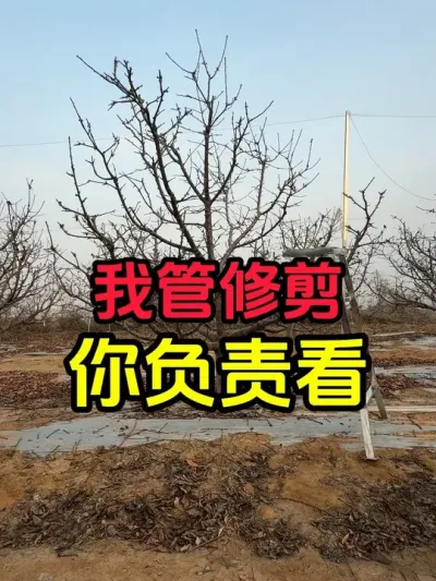 剪一棵大点的樱桃树#大樱桃修剪 #果树修剪 #车厘子大樱桃 #果树管理