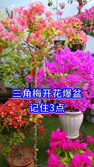 三角梅开花的方法#三角梅 #养花小知识 #英子园艺