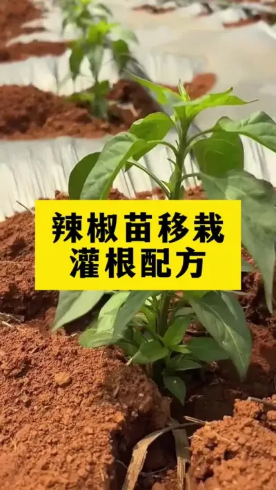 辣椒苗移栽之后灌根配方#种植小技巧 #农业种植 #抖音助农
