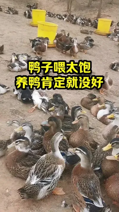 鸭子喂太饱，养鸭肯定就没好 #抖音三农#养鸭#养殖