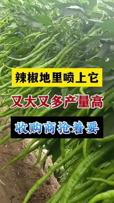 辣椒地里喷上它，辣椒又大又多，产量高品质好#分享农业知识帮农民增产增收 #抖音助农 #辣椒种植