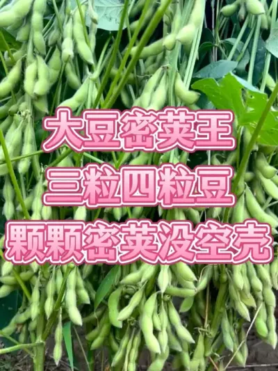 大豆火爆品种 黄淮海地区必种 #优质农产品 #种子 #产量特别高 #抖音助农 #服务三农支持三农