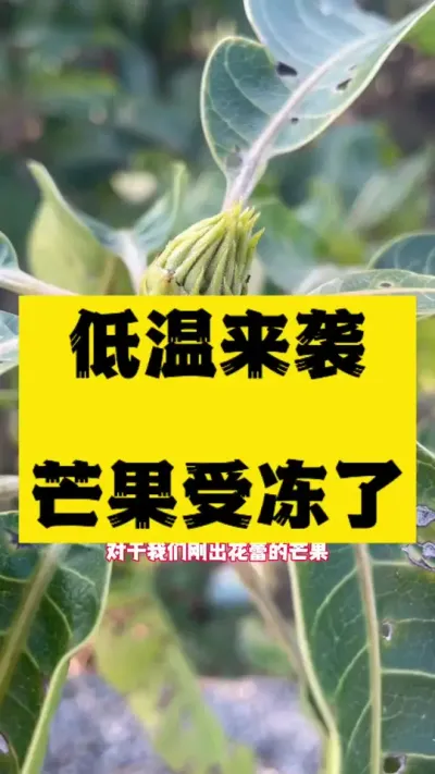 低温来袭，芒果可能要受冻 #病虫害防治 #防寒抗冻#农业技术推广