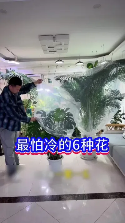 冬天最怕冷的6种花#养花小知识 #英子园艺 #花卉绿植