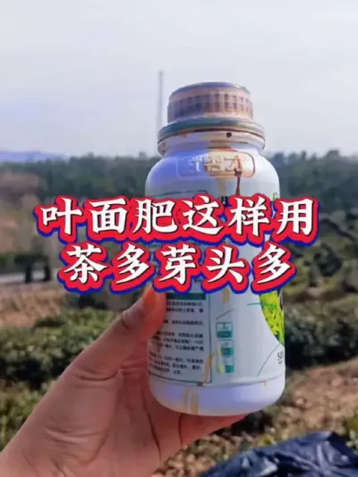 #助农增产增收 #茶树种植技术与管理 #茶 #春茶采摘 你会管理茶园吗