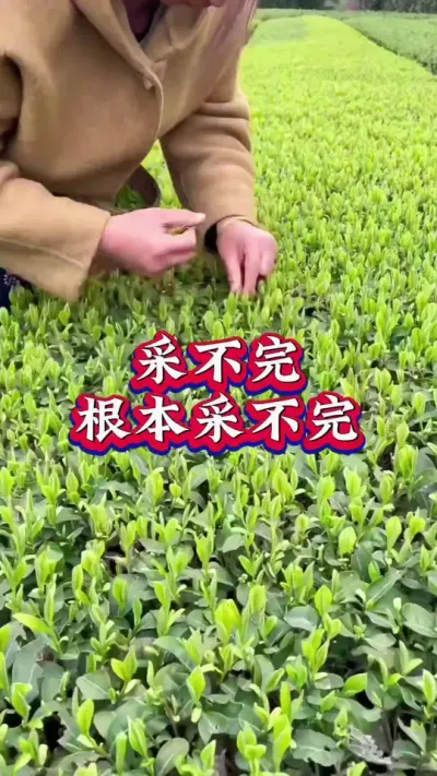 #服务三农支持三农 #茶树种植技术与管理 #茶园风光 #春茶采摘 #茶 芽丰香助力春茶采不完根本采不完