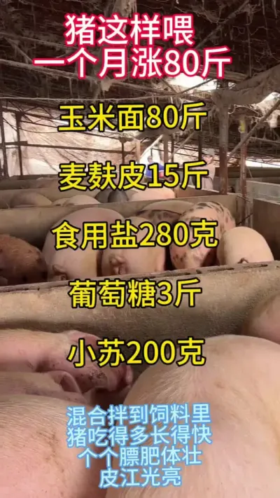 #养猪人加油干 #自繁自养 #三农养猪 #自繁自养母猪